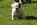 Holly & Tanks Puppies